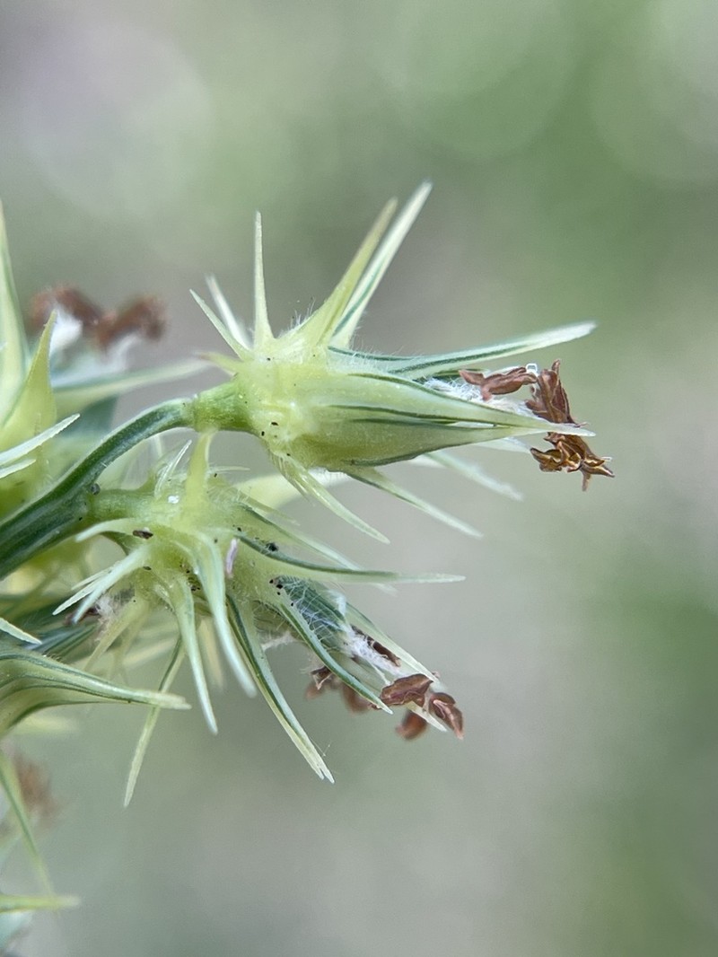 Coastal Sandbur photo 2