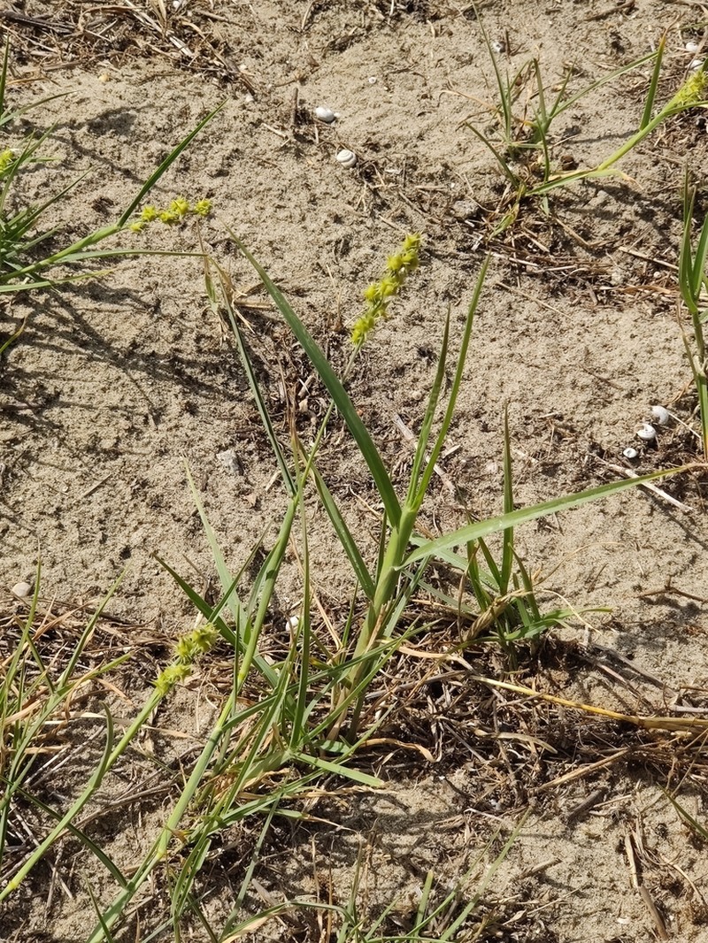 Coastal Sandbur photo 3