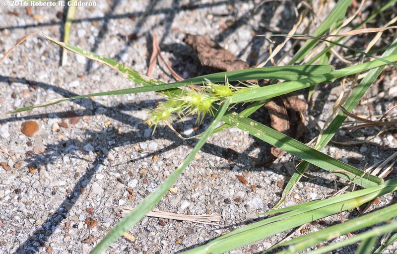 Coastal Sandbur photo 4
