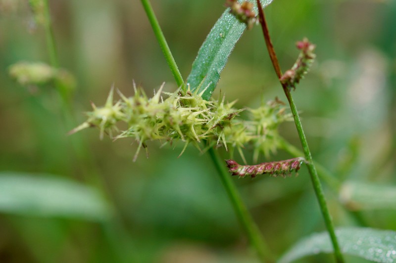 Coastal Sandbur photo 7