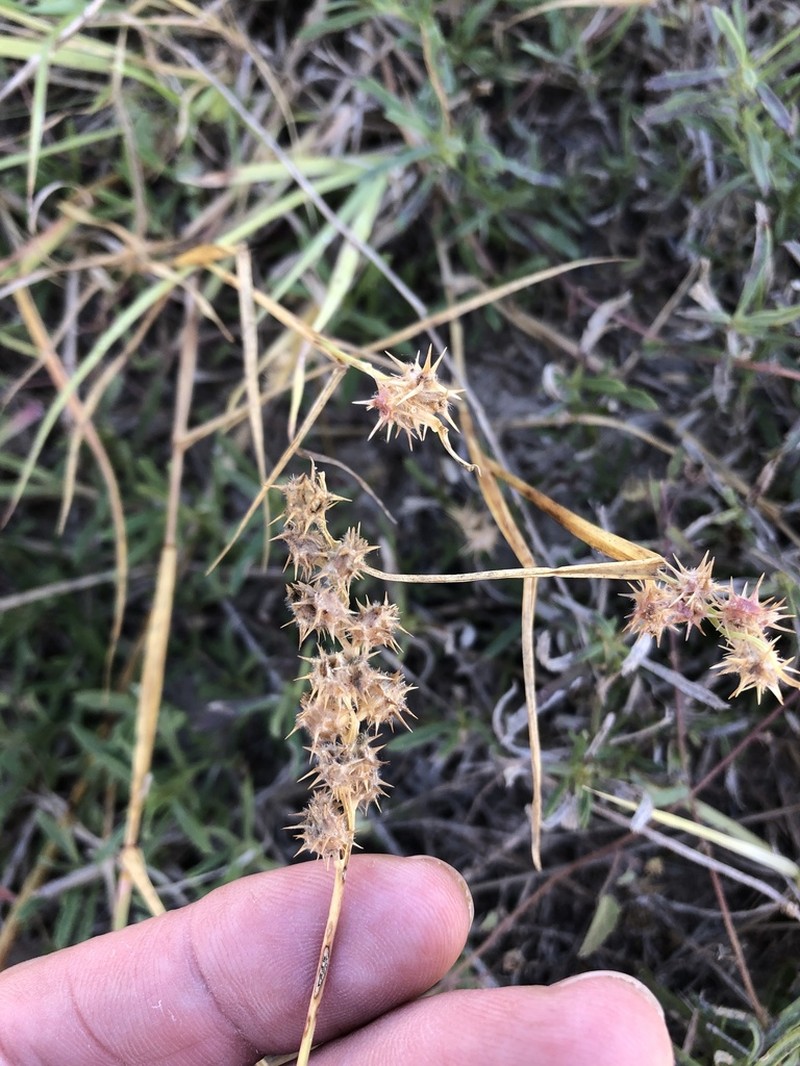 Coastal Sandbur photo 8