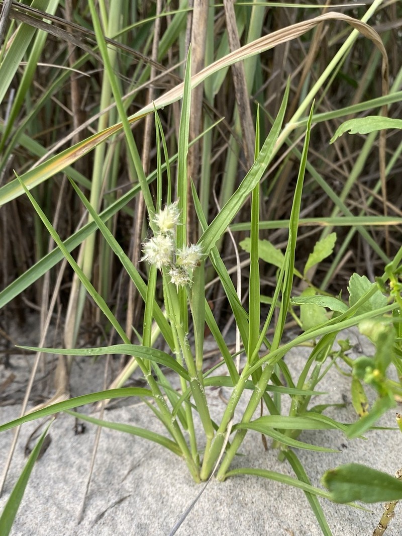 Sanddune Sandbur