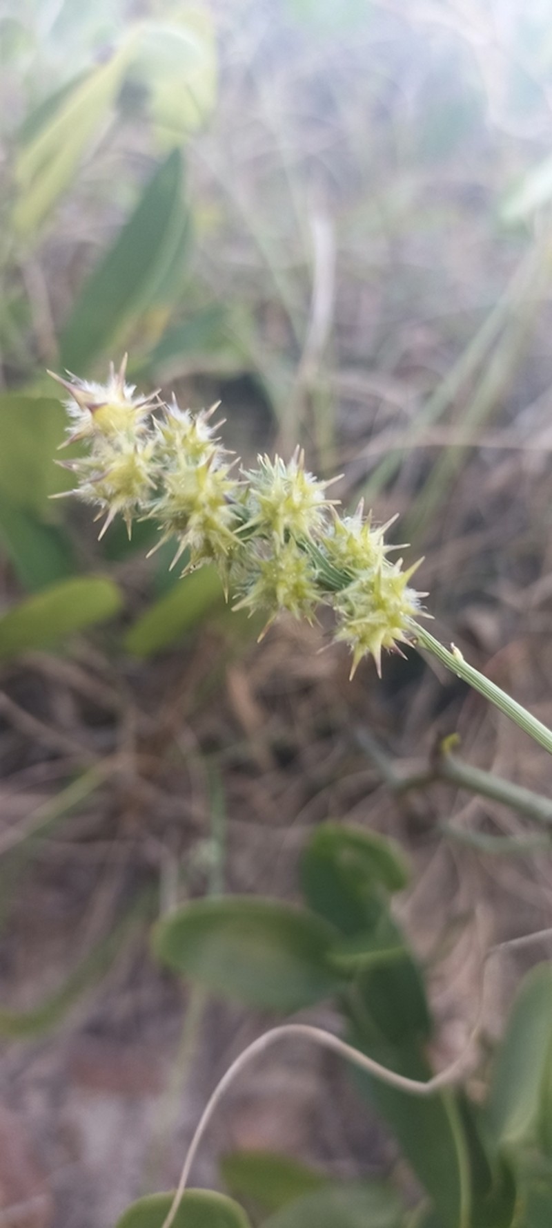 Sanddune Sandbur photo 2