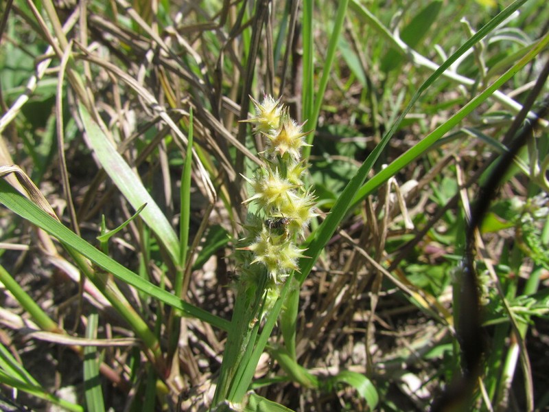 Sanddune Sandbur photo 3