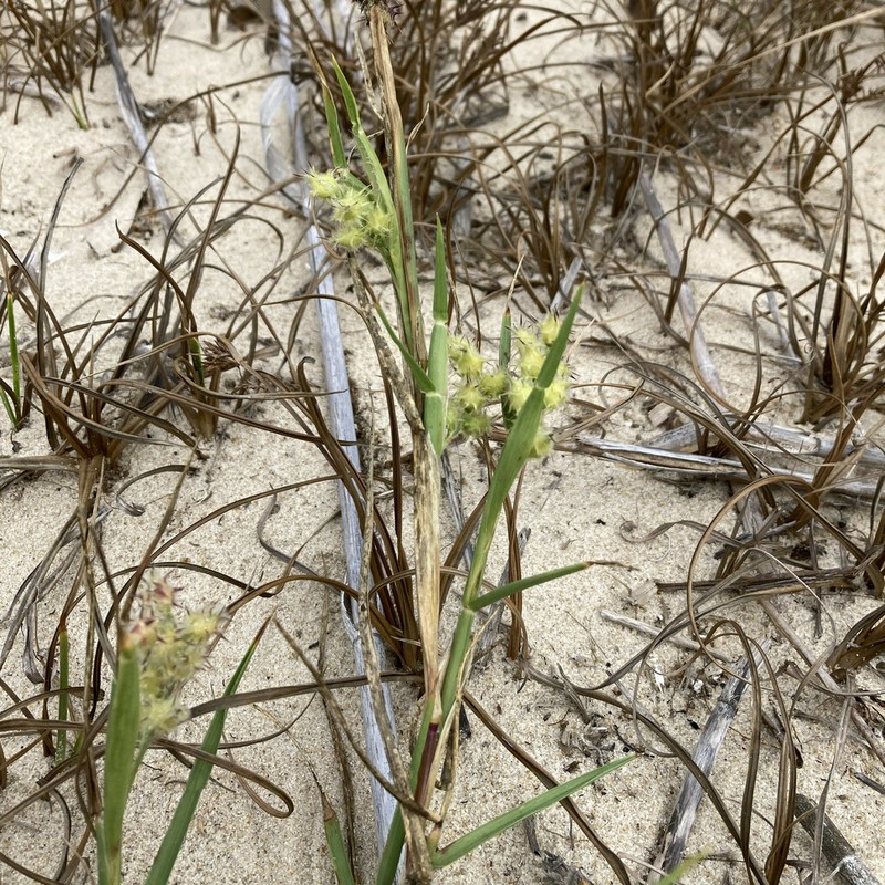 Sanddune Sandbur photo 5