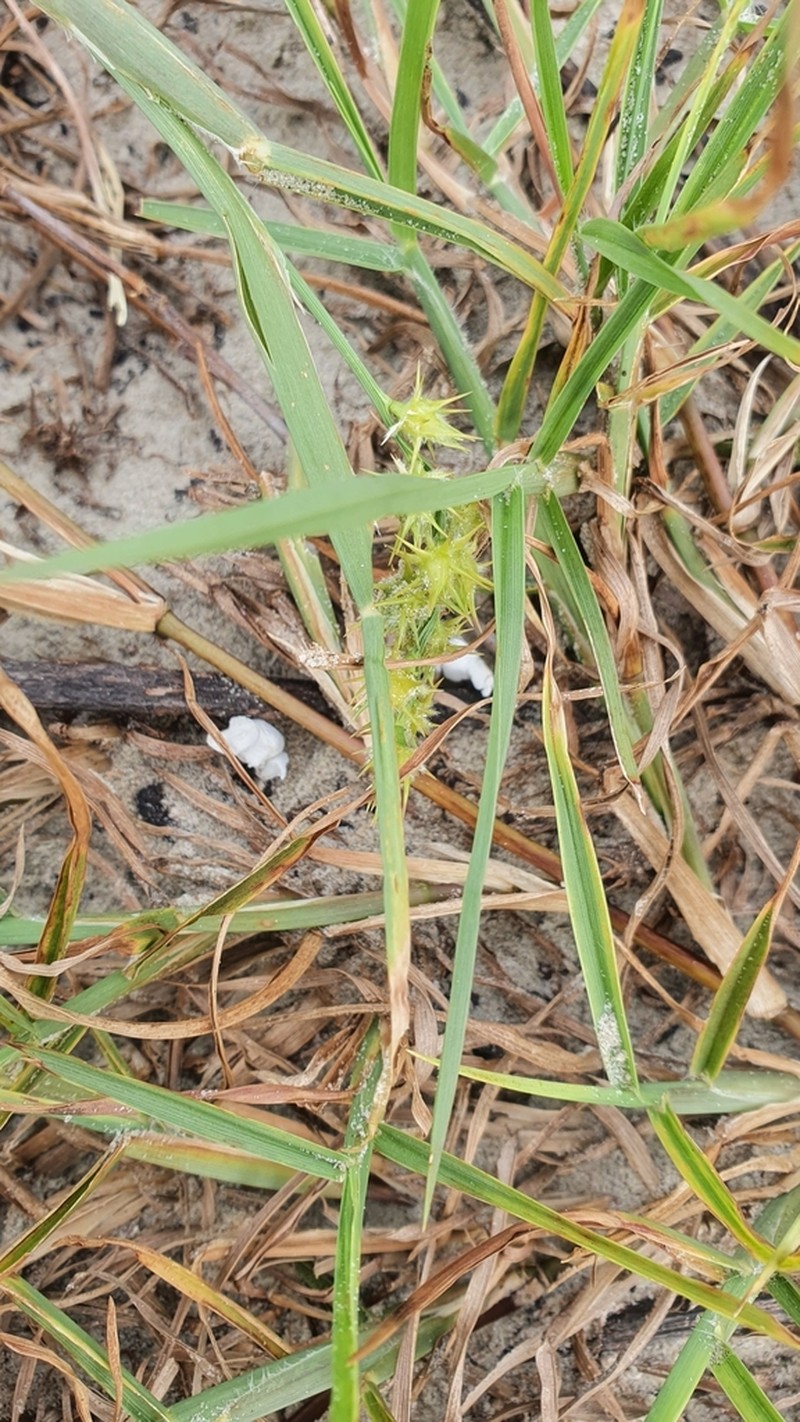 Sanddune Sandbur photo 6