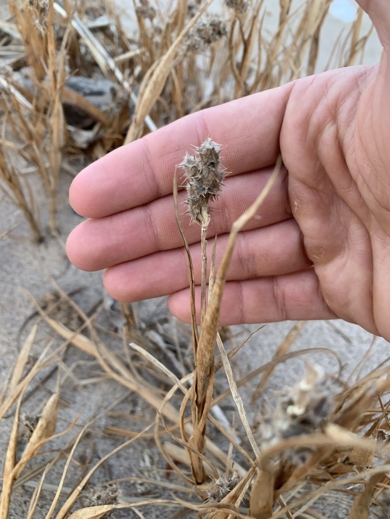 Sanddune Sandbur photo 8