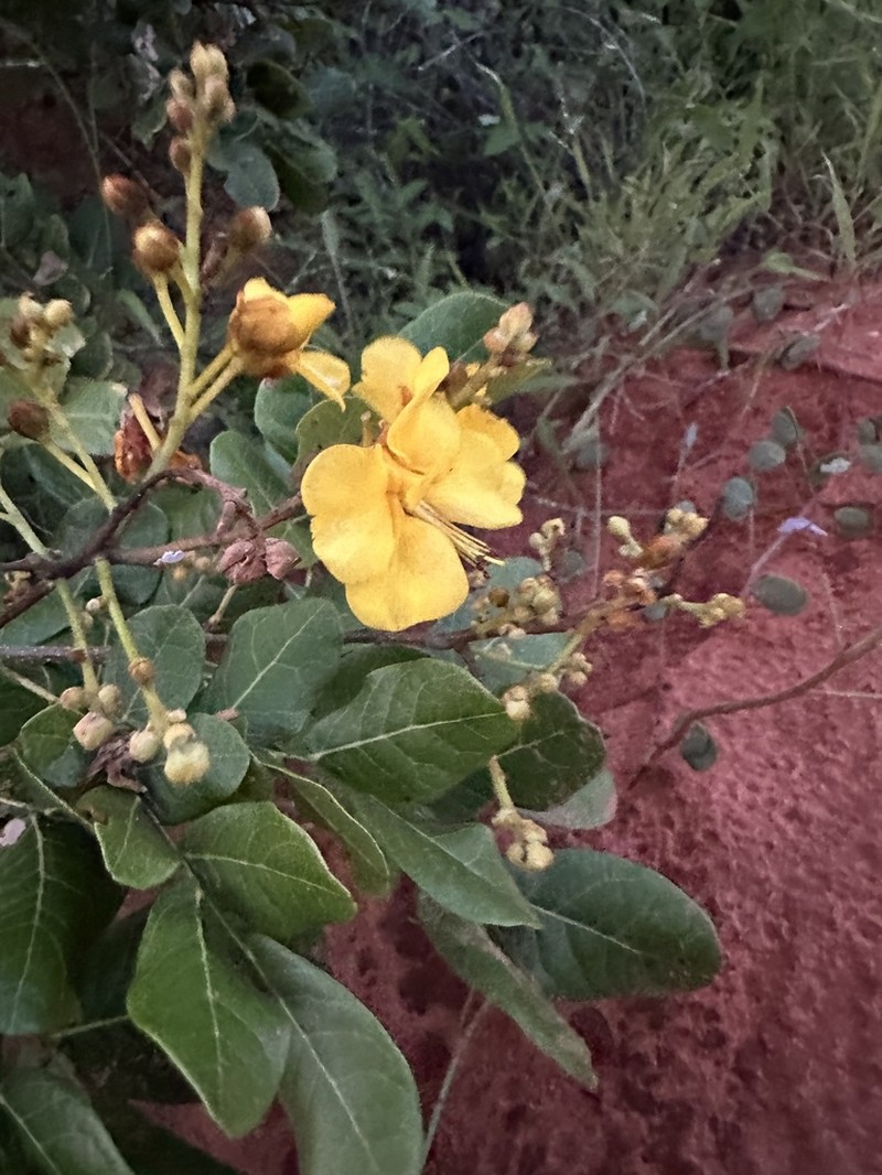 Cenostigma bracteosum