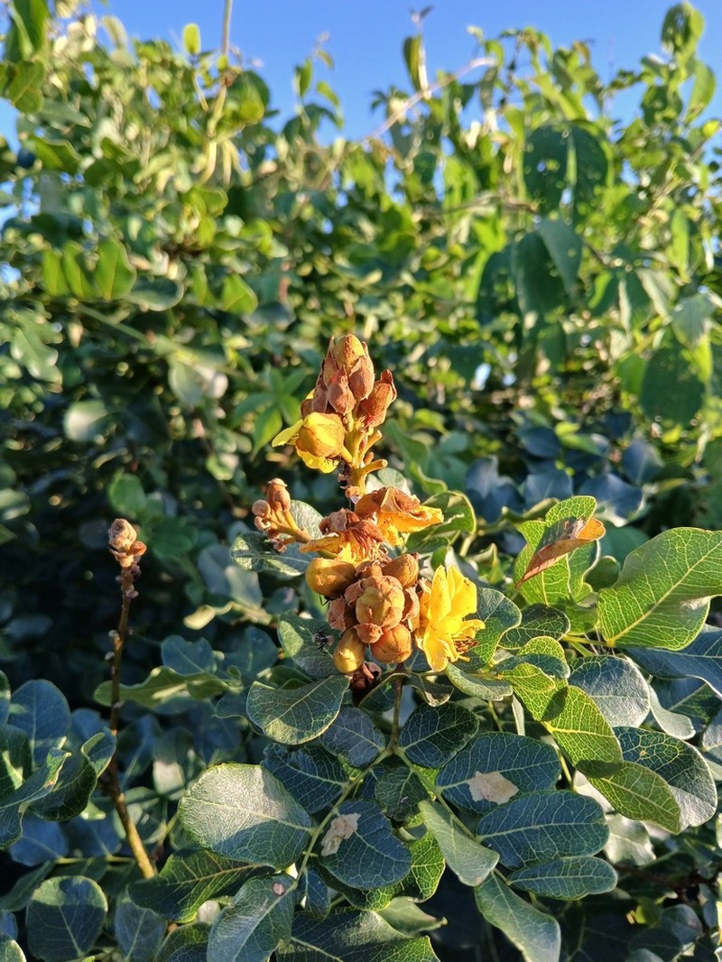 Cenostigma bracteosum photo 2