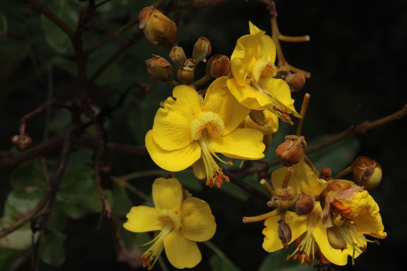 Cenostigma bracteosum photo 3