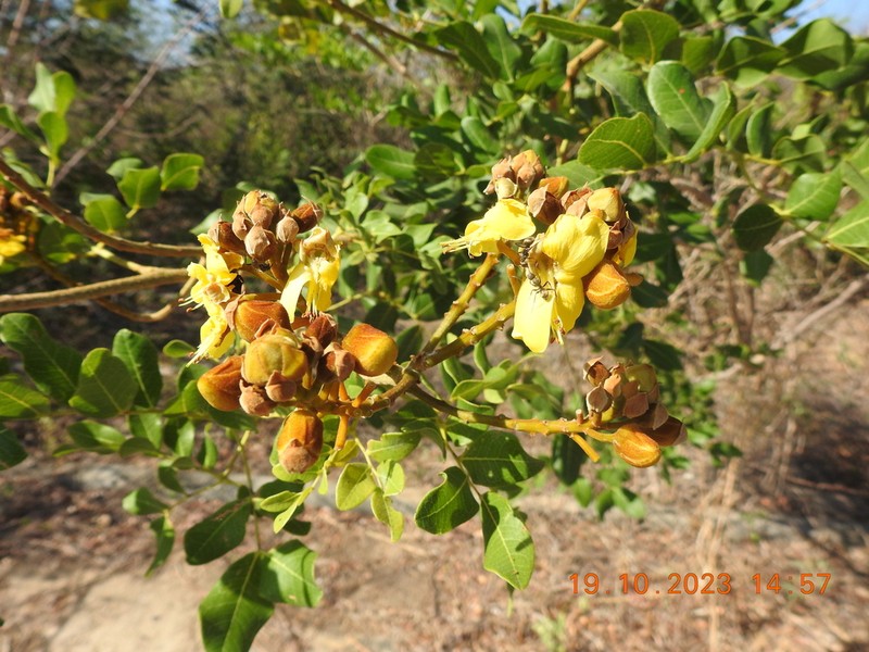 Cenostigma bracteosum photo 4