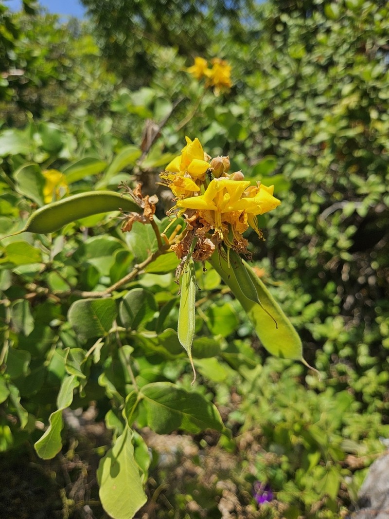 Cenostigma bracteosum photo 5