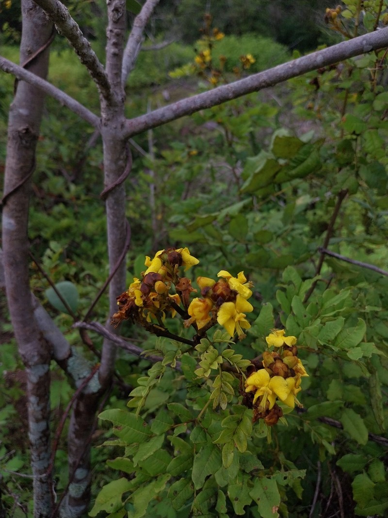 Cenostigma bracteosum photo 6