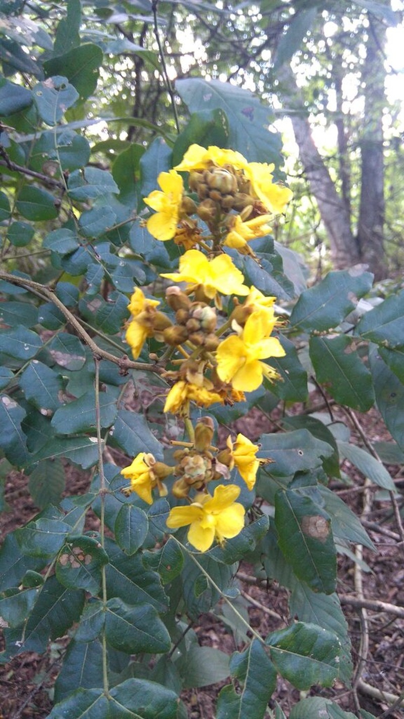 Cenostigma bracteosum photo 7