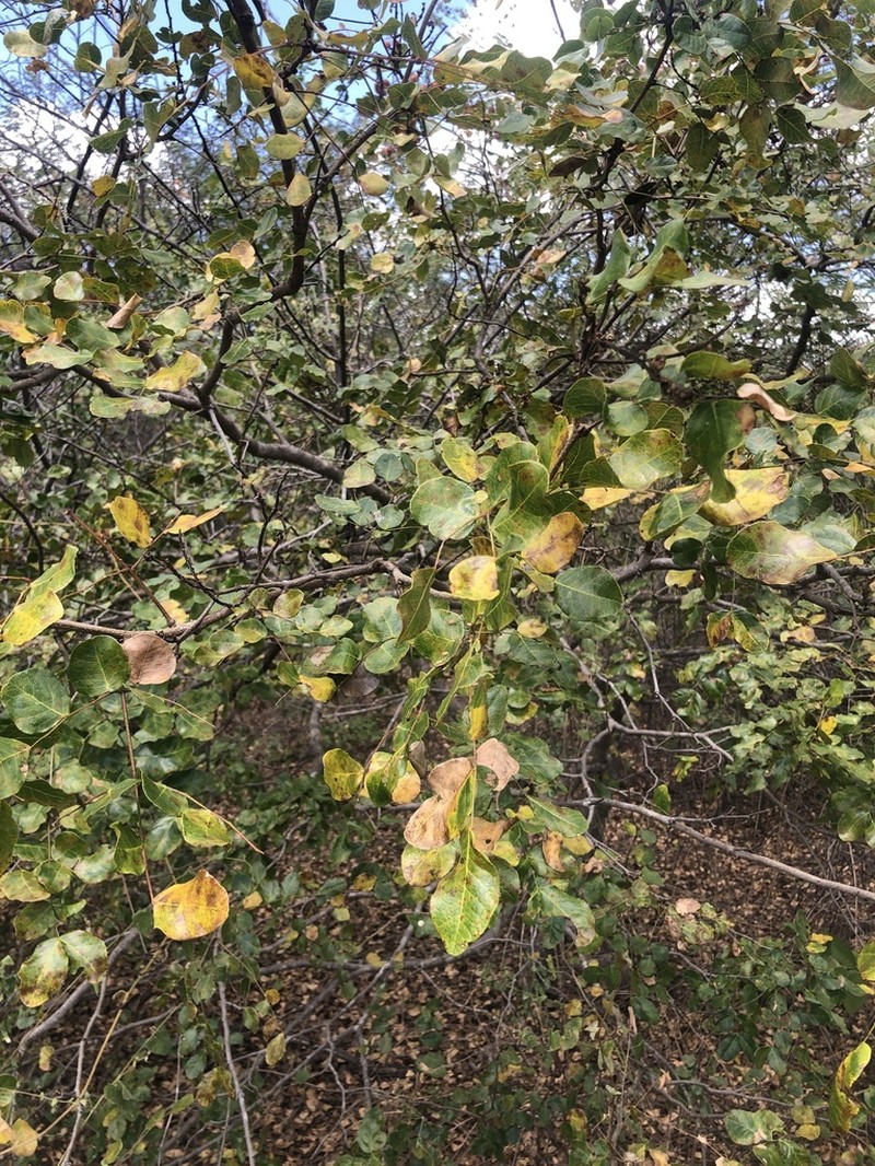 Cenostigma bracteosum photo 8