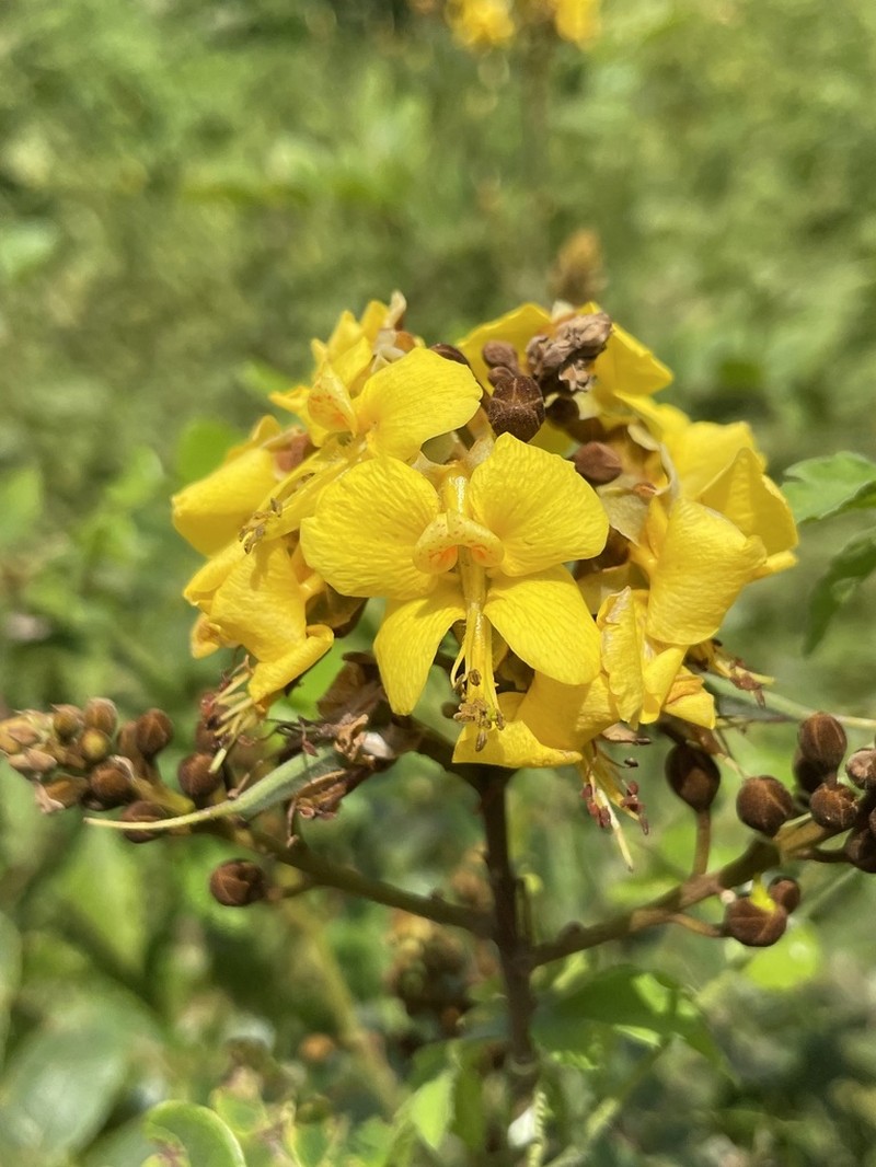 Cenostigma diversifolium photo 2