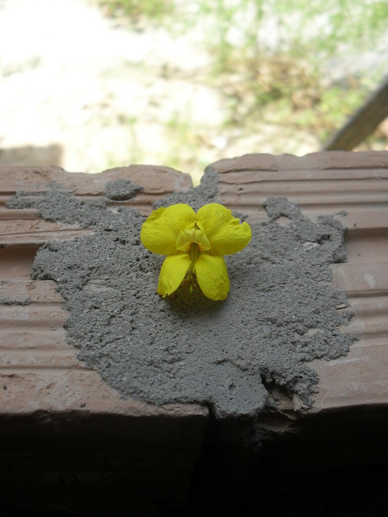 Cenostigma diversifolium photo 3