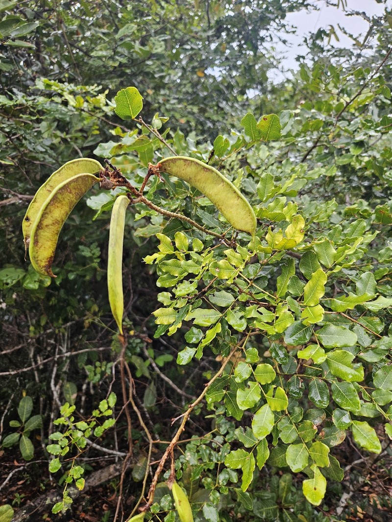Cenostigma diversifolium photo 5