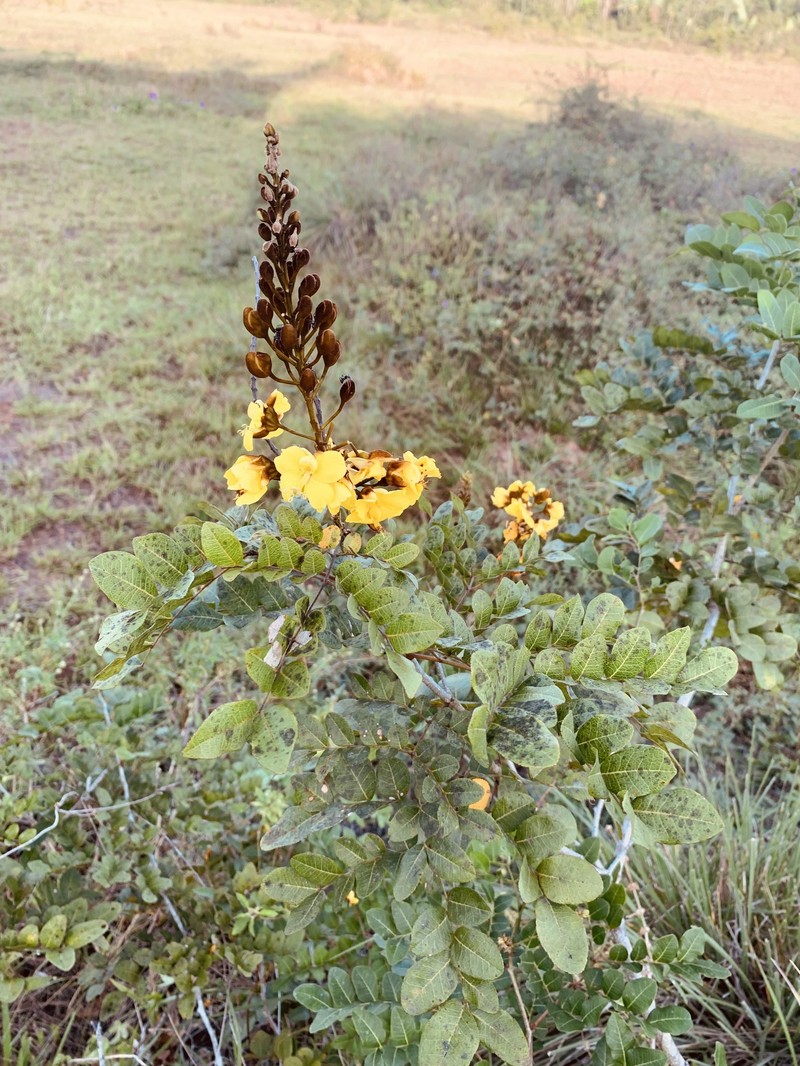 Cenostigma diversifolium photo 6