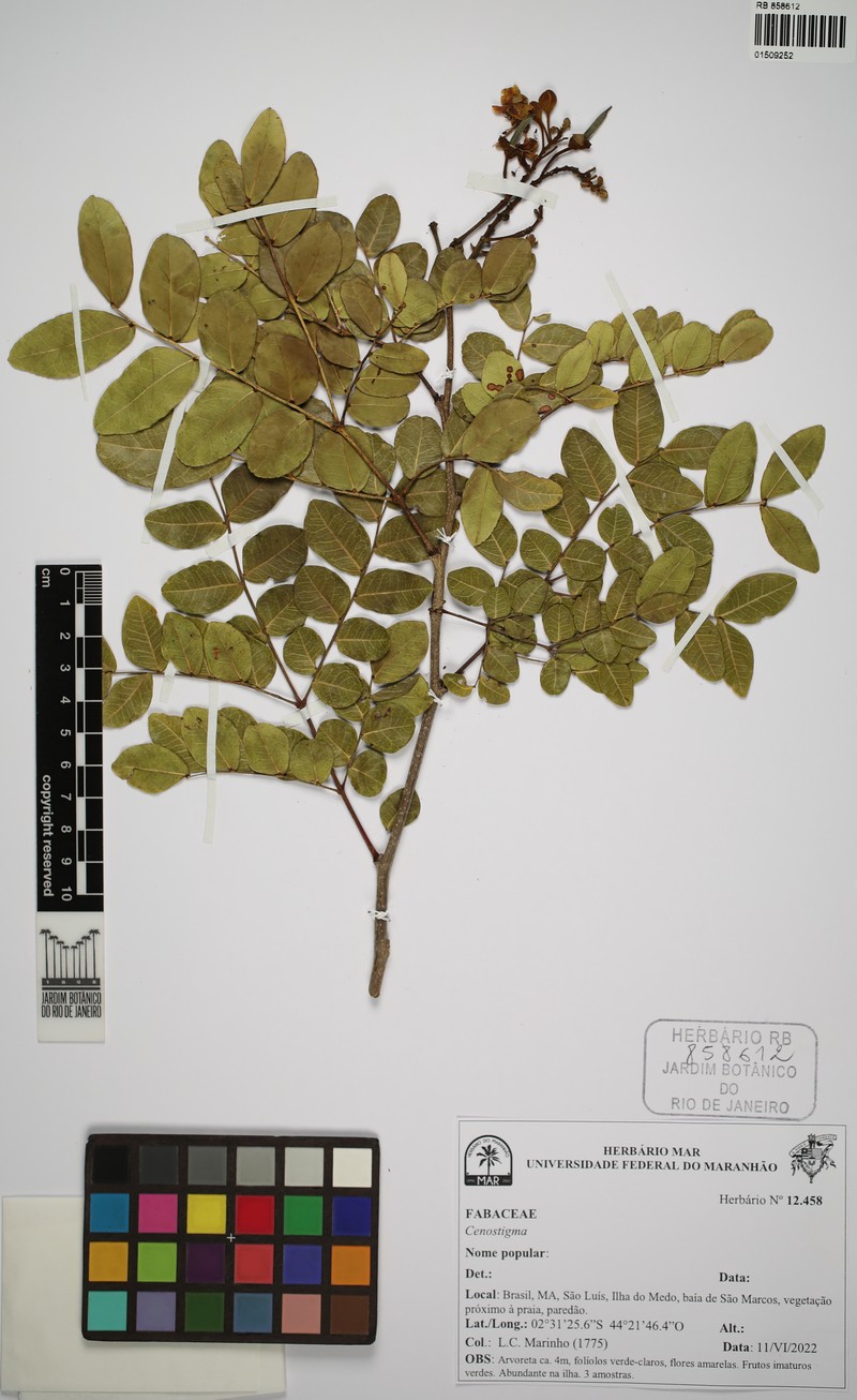 Cenostigma diversifolium photo 7