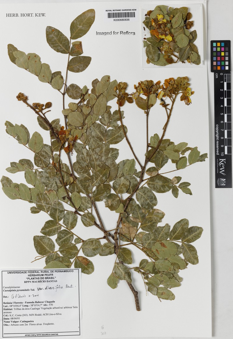 Cenostigma diversifolium photo 8