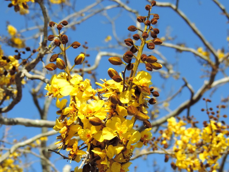 Cenostigma eriostachys photo 2
