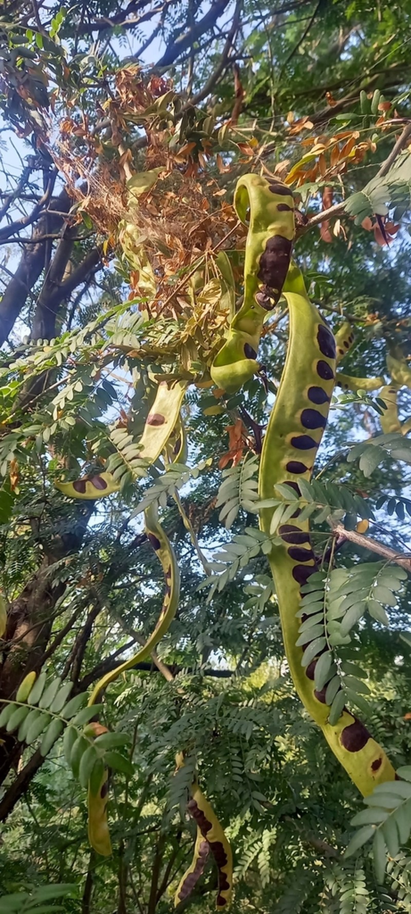 Cenostigma eriostachys photo 3