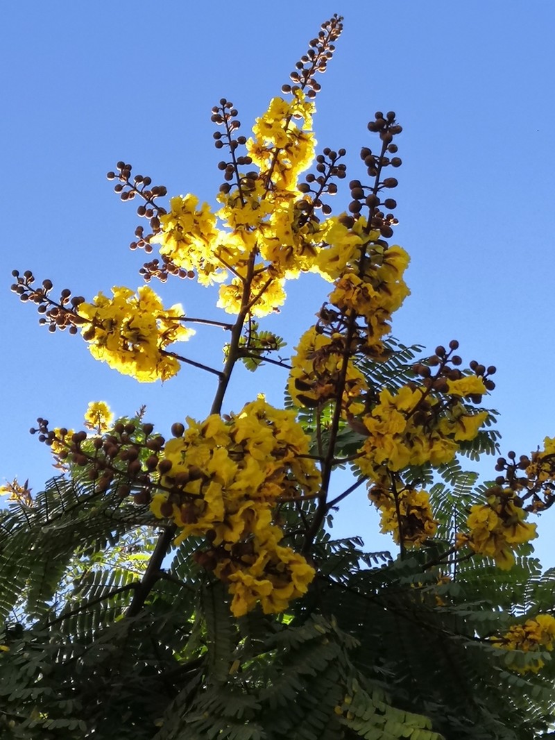 Cenostigma eriostachys photo 4