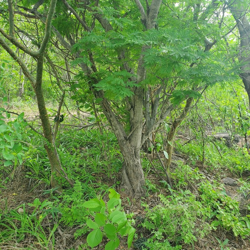 Cenostigma eriostachys photo 7