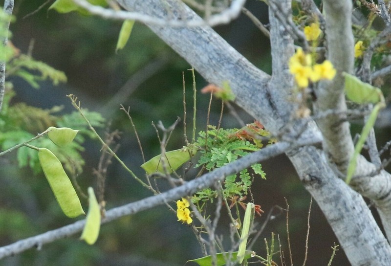 Cenostigma eriostachys photo 8