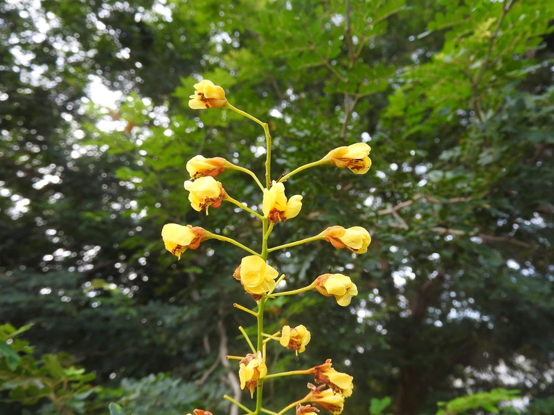 Cenostigma gaumeri