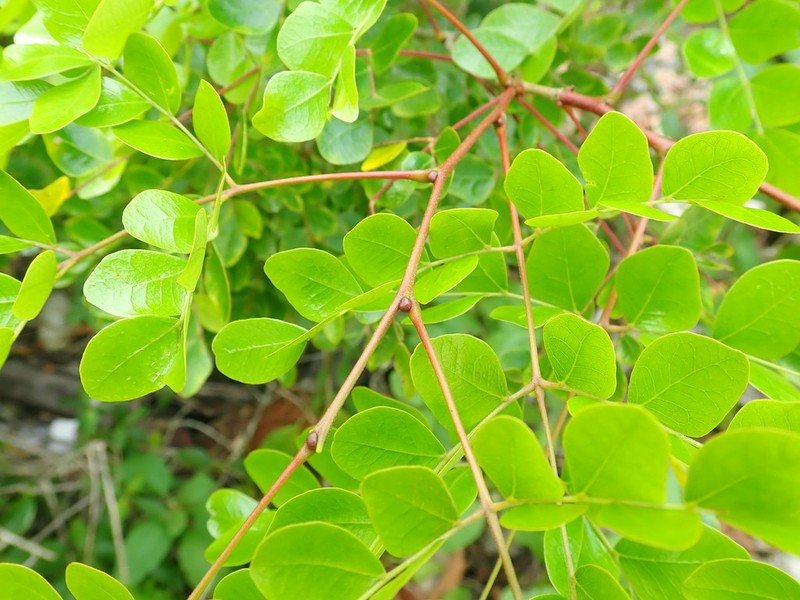 Cenostigma gaumeri photo 2