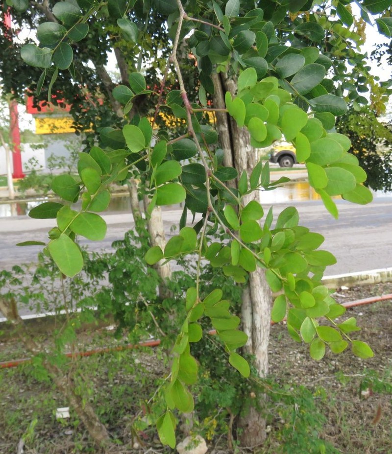 Cenostigma gaumeri photo 3
