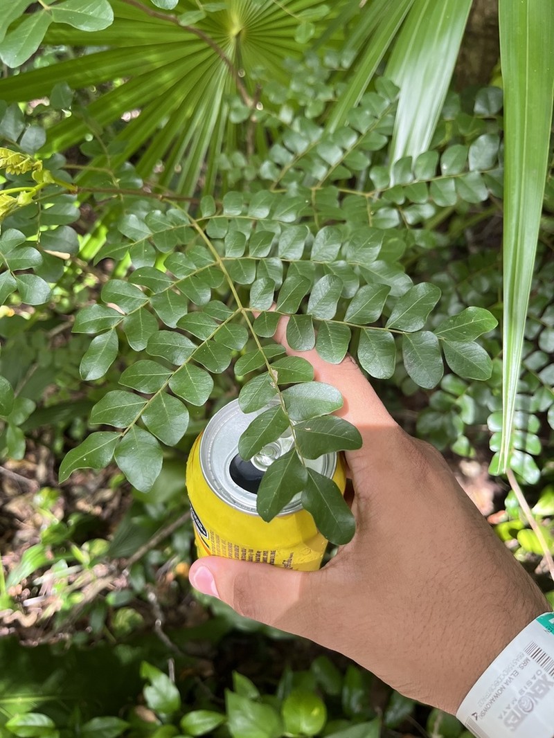 Cenostigma gaumeri photo 4