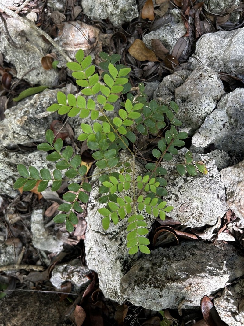 Cenostigma gaumeri photo 5
