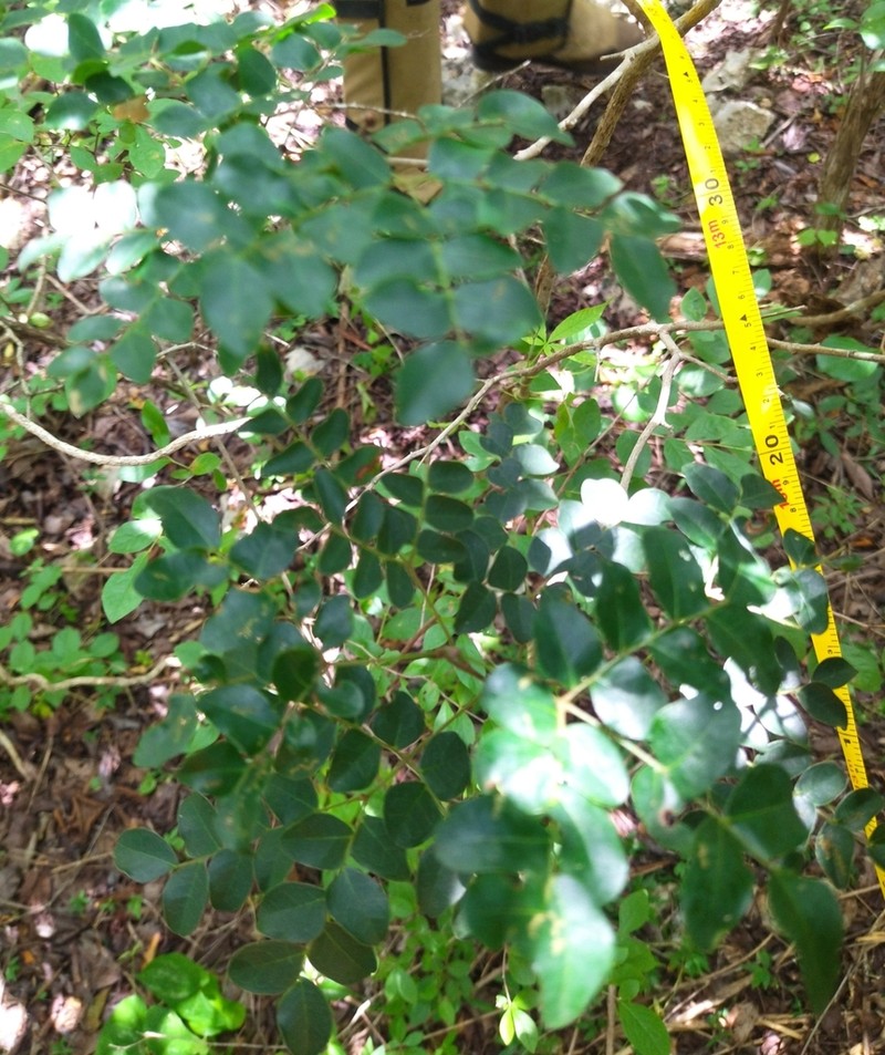 Cenostigma gaumeri photo 6