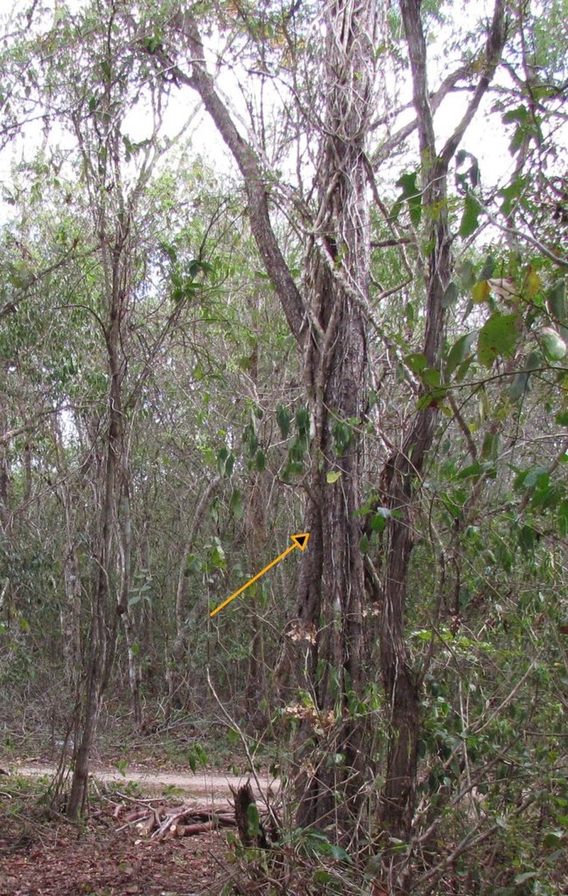Cenostigma gaumeri photo 8