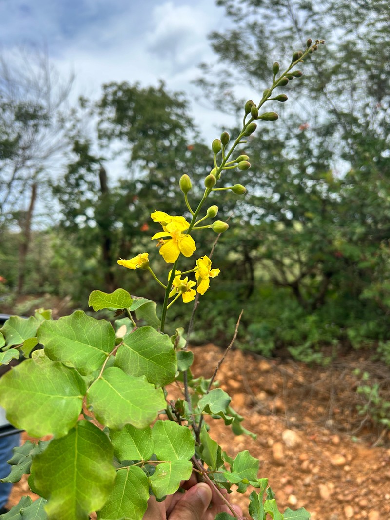 Cenostigma laxiflorum