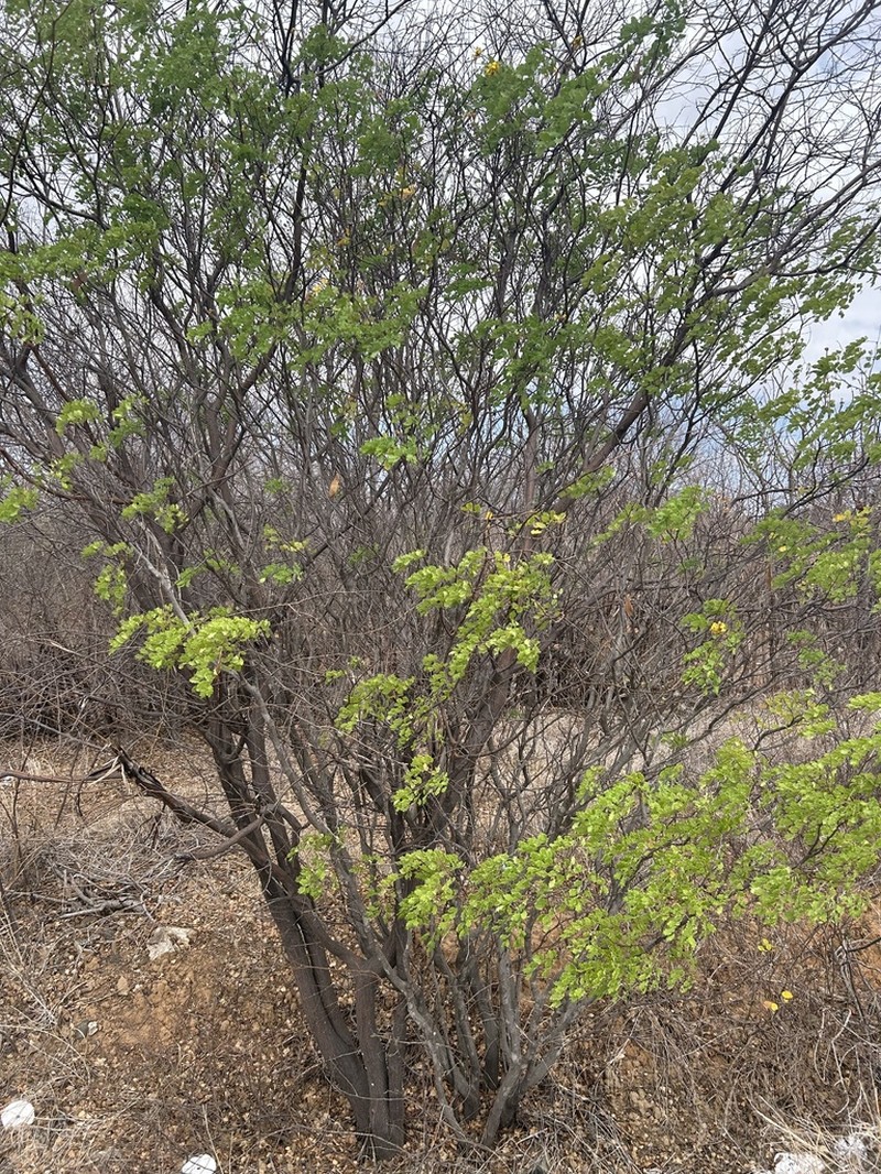 Cenostigma laxiflorum photo 2