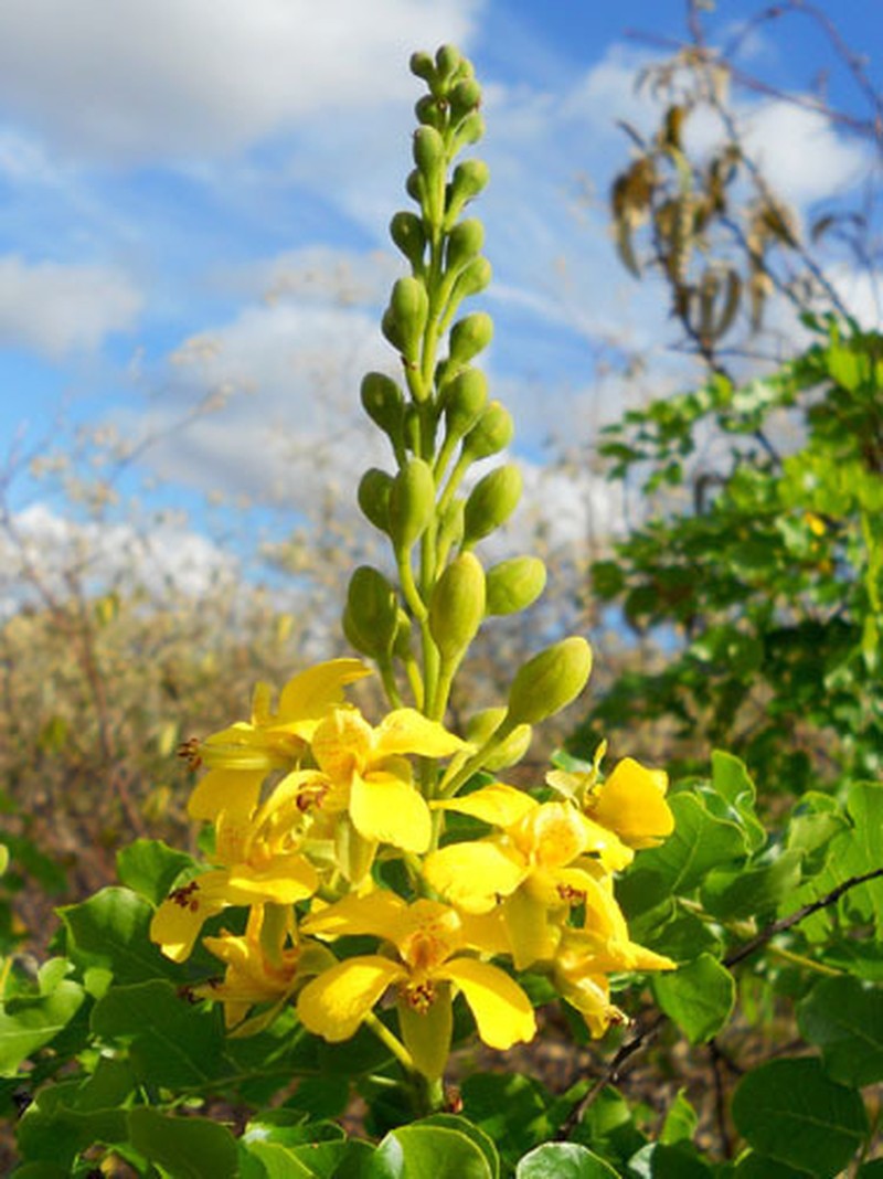 Cenostigma laxiflorum photo 3