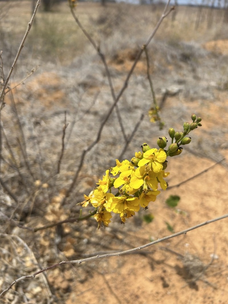 Cenostigma laxiflorum photo 4
