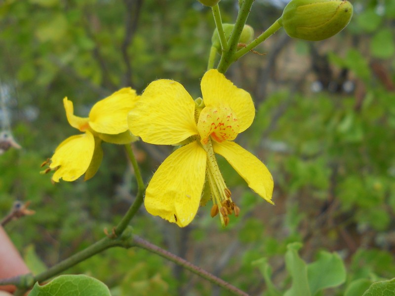 Cenostigma laxiflorum photo 5