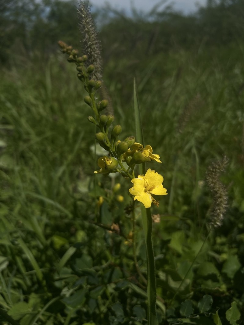 Cenostigma laxiflorum photo 6