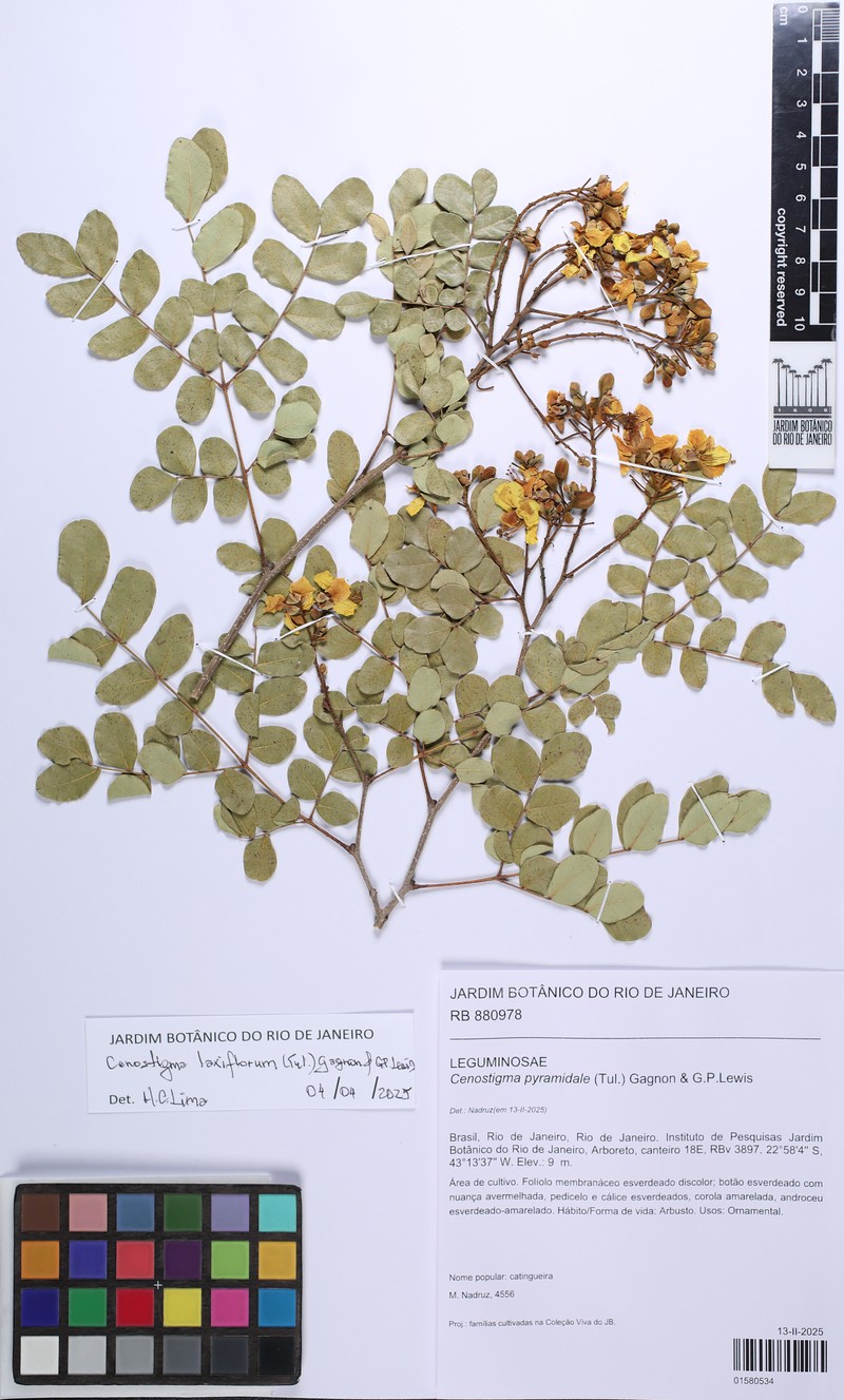 Cenostigma laxiflorum photo 8