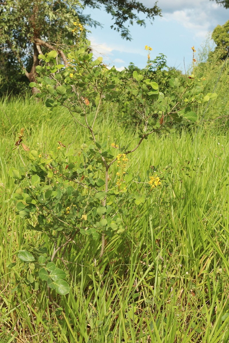 Cenostigma marginatum
