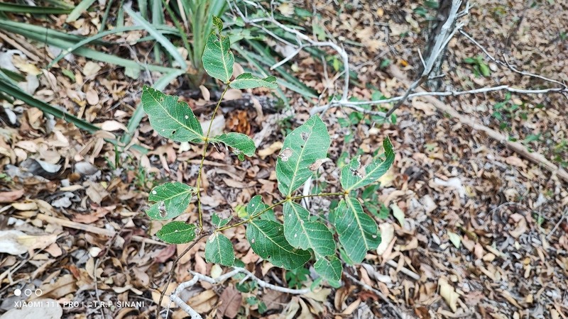 Cenostigma marginatum photo 2