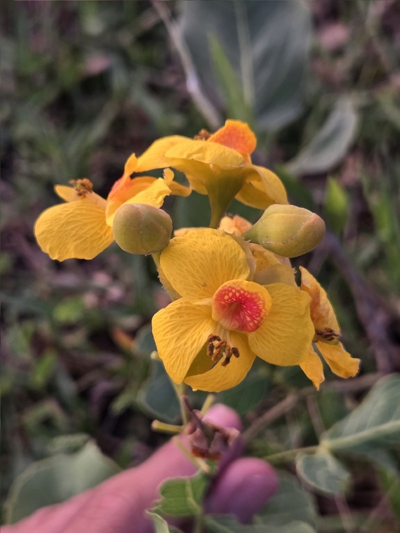 Cenostigma marginatum photo 3