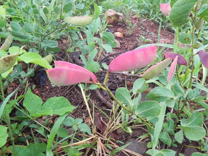 Cenostigma marginatum photo 4