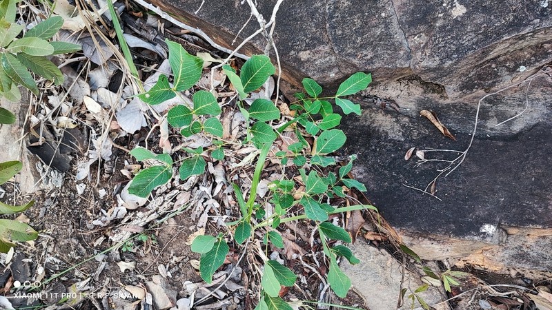 Cenostigma marginatum photo 5