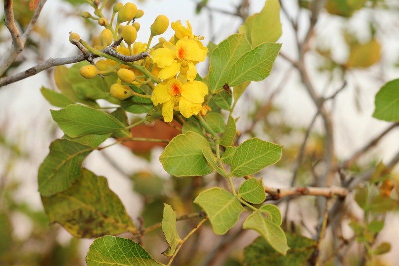 Cenostigma marginatum photo 6